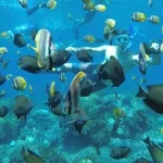 Snorkeling with Manta, Kelingking Beach, Broken Beach